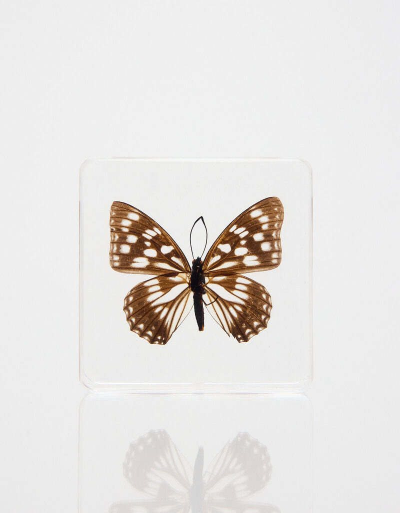 Animaux Spéciaux Presse-papier Hestina persimilis westwood, 75 × 75 × 20 mm