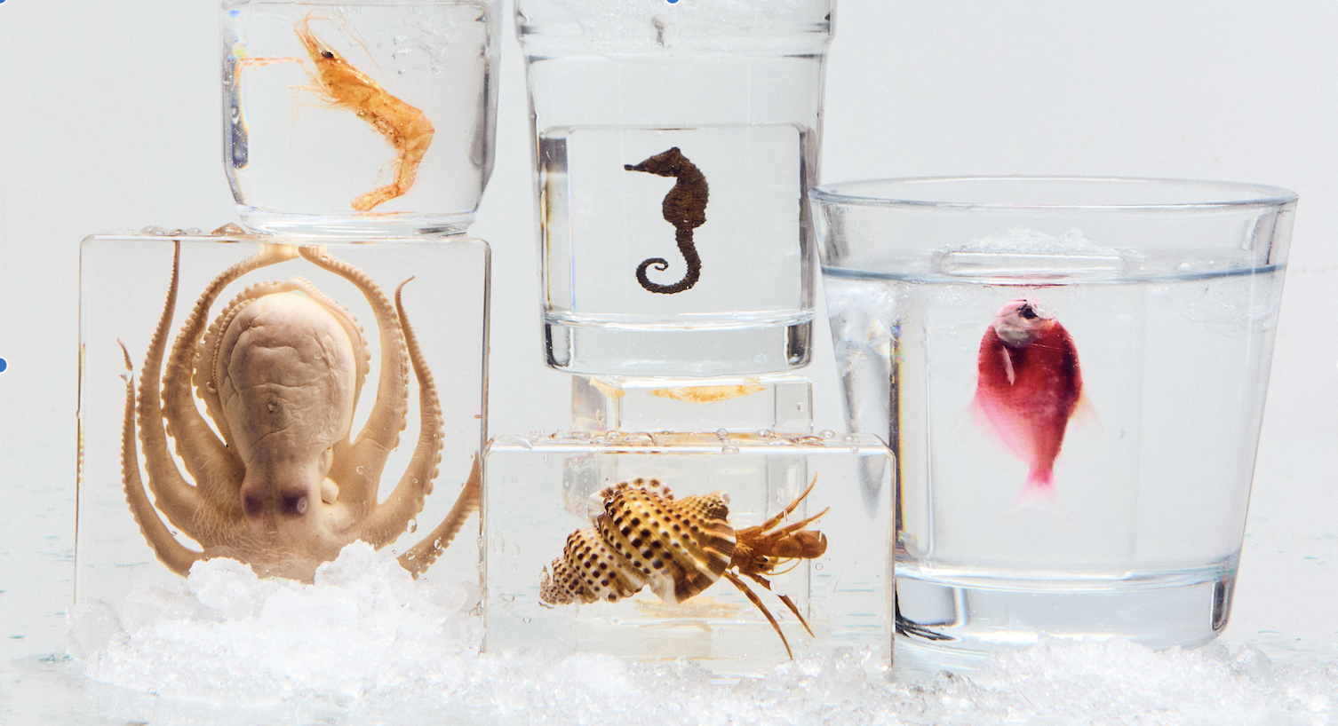 Presse-papier & curiosia in acryl