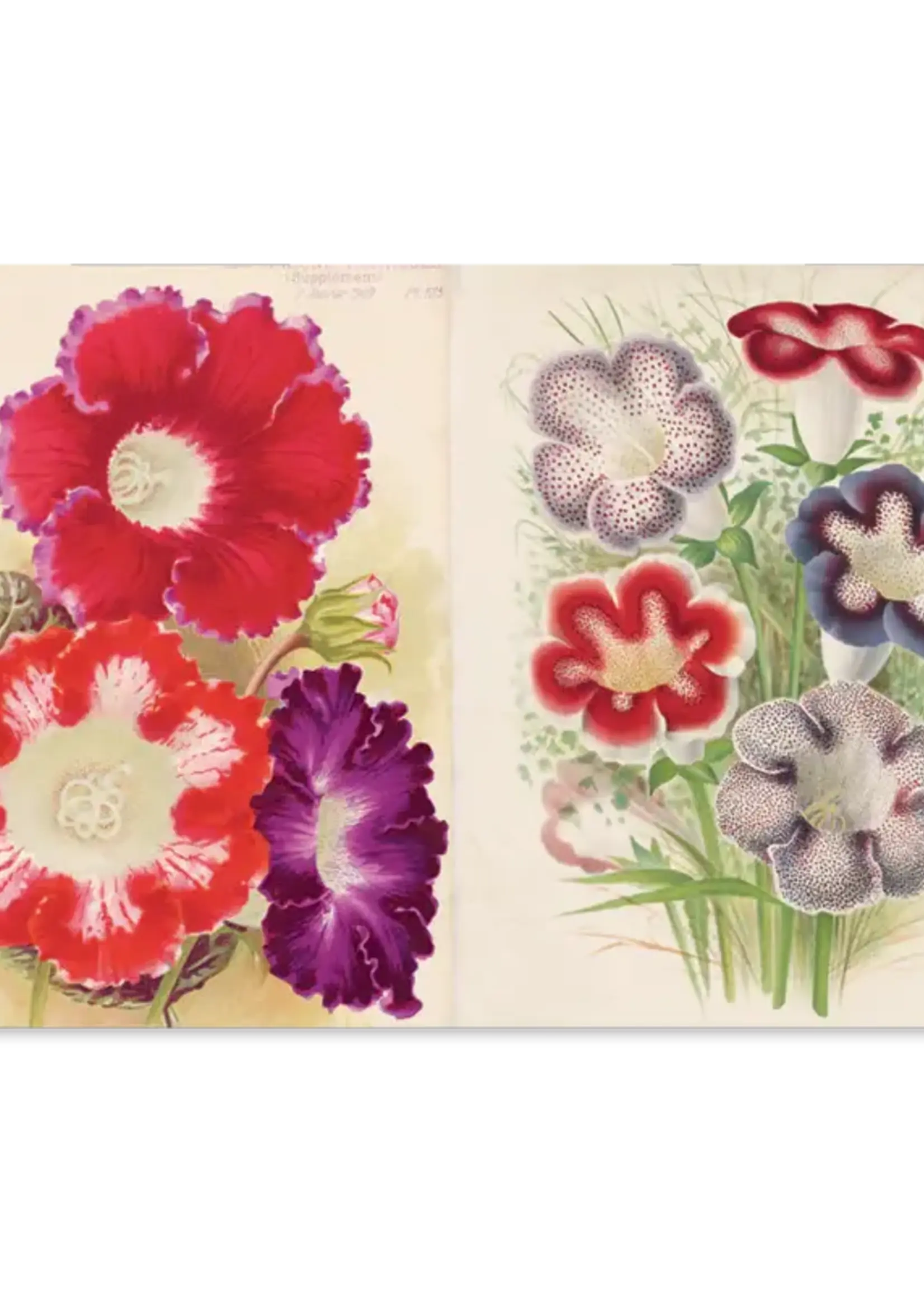 John Derian Paper Goods Un livre d’art somptueux avec 300 illustrations vintage