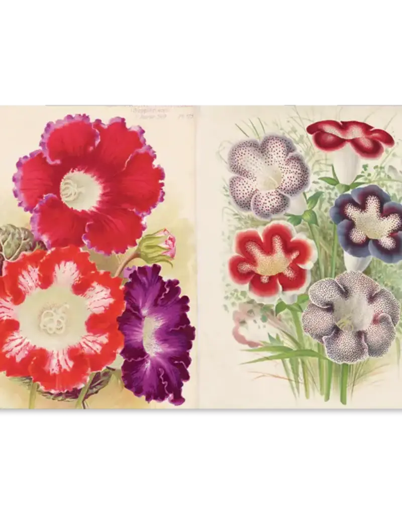 John Derian Paper Goods Een betoverend koffietafelboek met 300 vintage illustraties