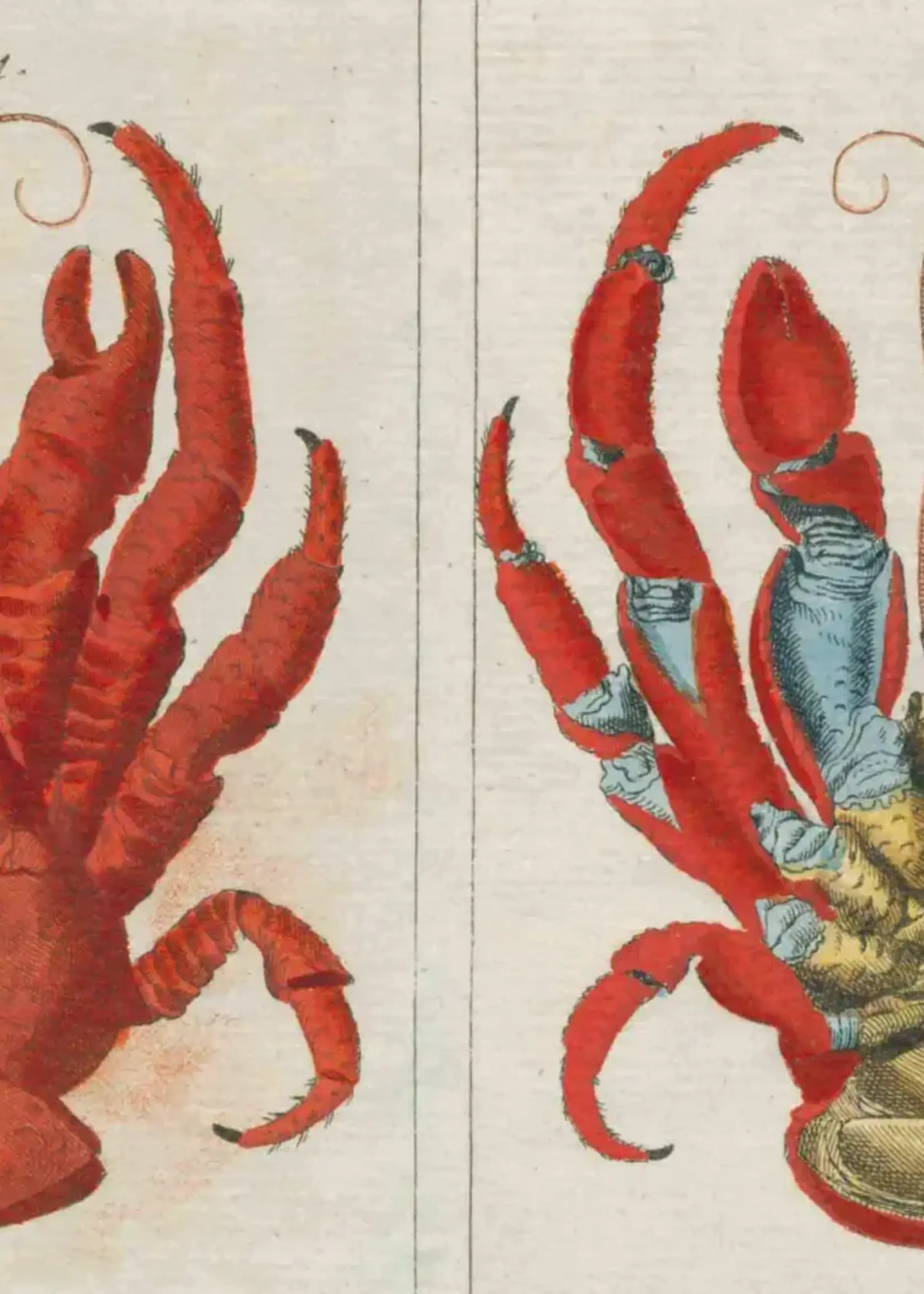 John Derian Paper Goods A stunning coffee-table art book with 300 vintage illustrations