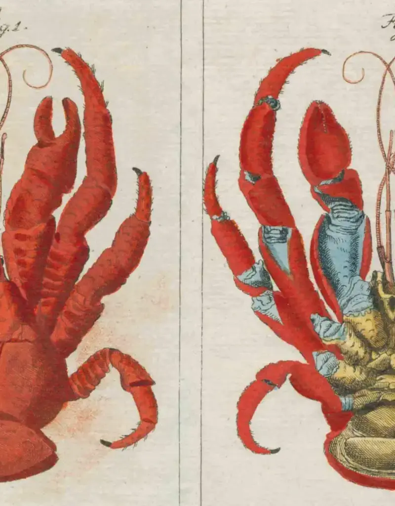 John Derian Paper Goods Een betoverend koffietafelboek met 300 vintage illustraties