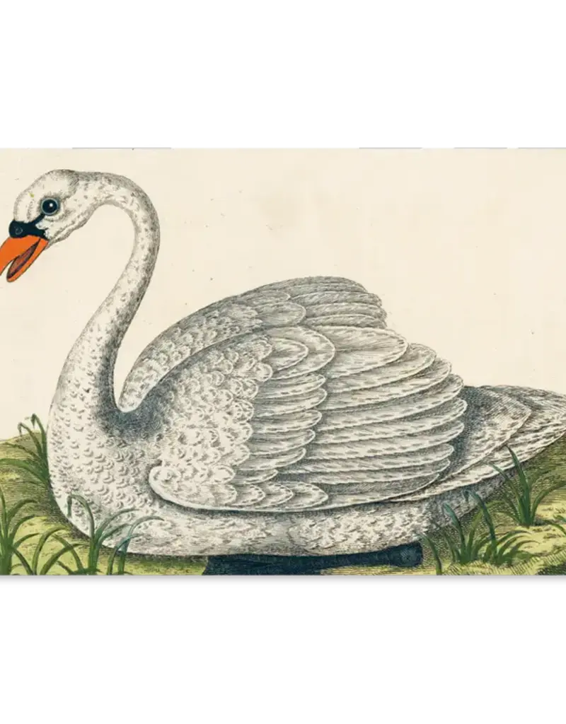 John Derian Paper Goods Een betoverend koffietafelboek met 300 vintage illustraties