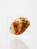 Animaux Spéciaux Presse-papier – Coquille d’ormeau