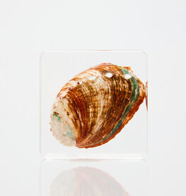 Animaux Spéciaux Paperweight – Abalone Shell