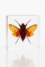 Animaux Spéciaux Paperweight with Penthicodes pulchella – lanternfly in resin block (38×38×14 mm)