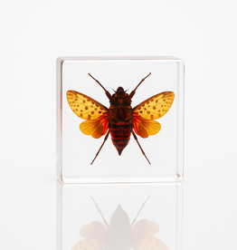 Animaux Spéciaux Paperweight – Lanternfly (38×38×14 mm)