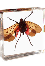 Animaux Spéciaux Paperweight with Penthicodes pulchella – lanternfly in resin block (38×38×14 mm)