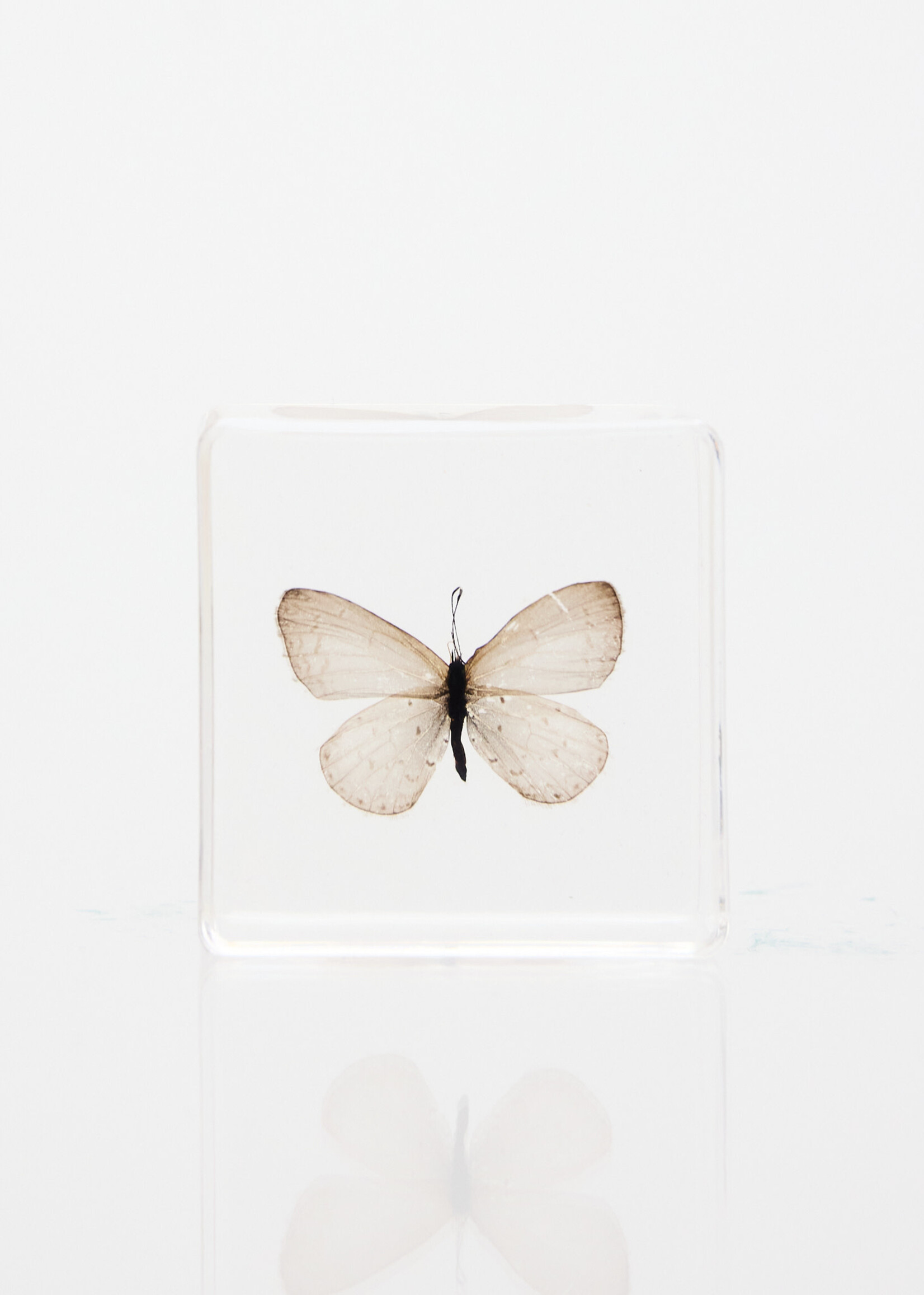 Animaux Spéciaux Paperweight with white butterfly in clear resin block – natural décor (38×38×14 mm)