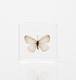 Animaux Spéciaux Presse-papier – Papillon blanc (38×38×14 mm)