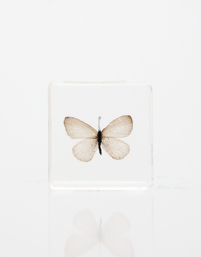 Animaux Spéciaux Paperweight with white butterfly in clear resin block – natural décor (38×38×14 mm)