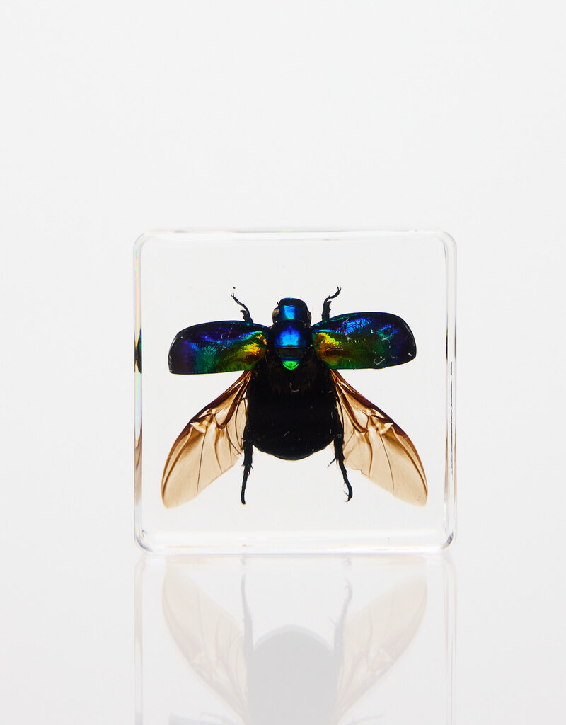 Animaux Spéciaux Paperweight with iridescent green beetle, open wings – insect in resin block (4×4 cm)