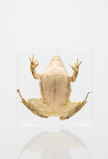 Animaux Spéciaux Transparent resin paperweight with frog specimen