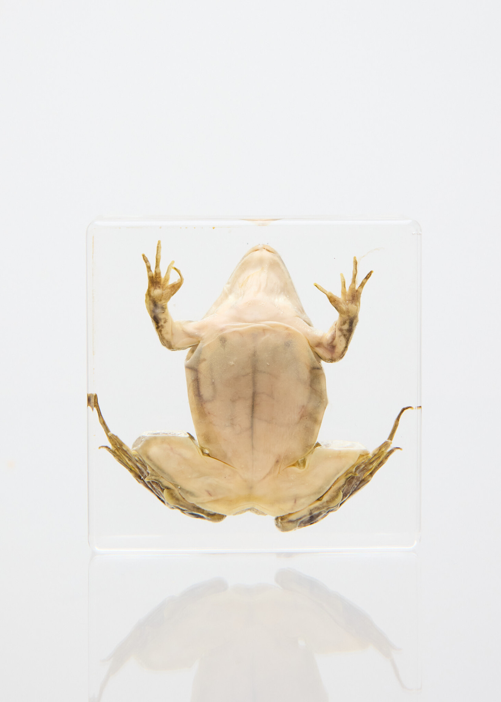 Animaux Spéciaux Transparent resin paperweight with frog specimen
