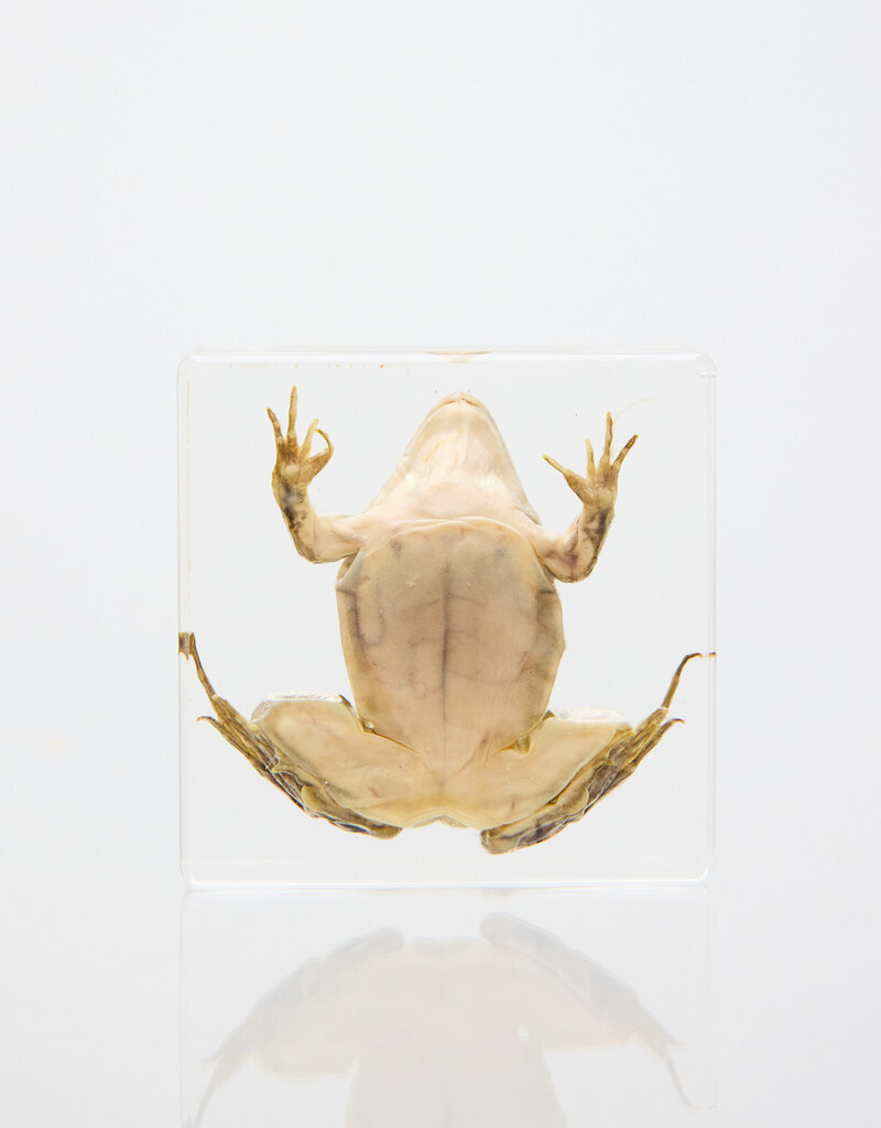 Animaux Spéciaux Presse-papiers transparent en résine avec grenouille