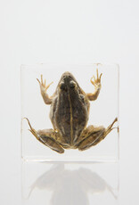 Animaux Spéciaux Presse-papiers transparent en résine avec grenouille