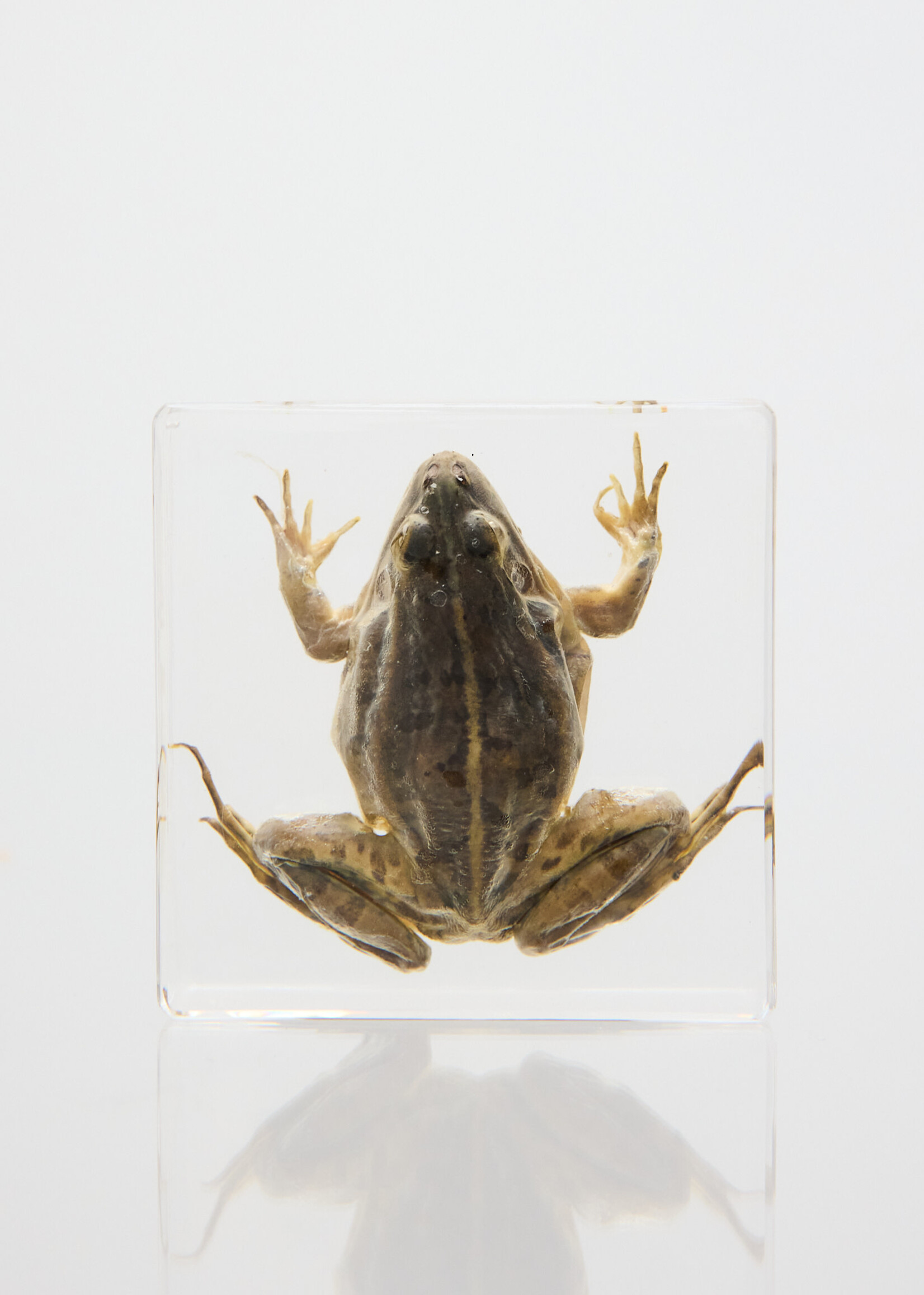 Animaux Spéciaux Transparent resin paperweight with frog specimen