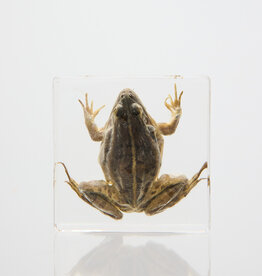 Animaux Spéciaux Presse-papiers – Grenouille en résine