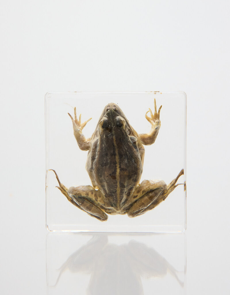 Animaux Spéciaux Presse-papiers transparent en résine avec grenouille