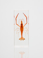 Animaux Spéciaux Presse-papier – Crevette 110×43×24mm