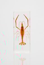 Animaux Spéciaux Presse-papier – Crevette 110×43×24mm