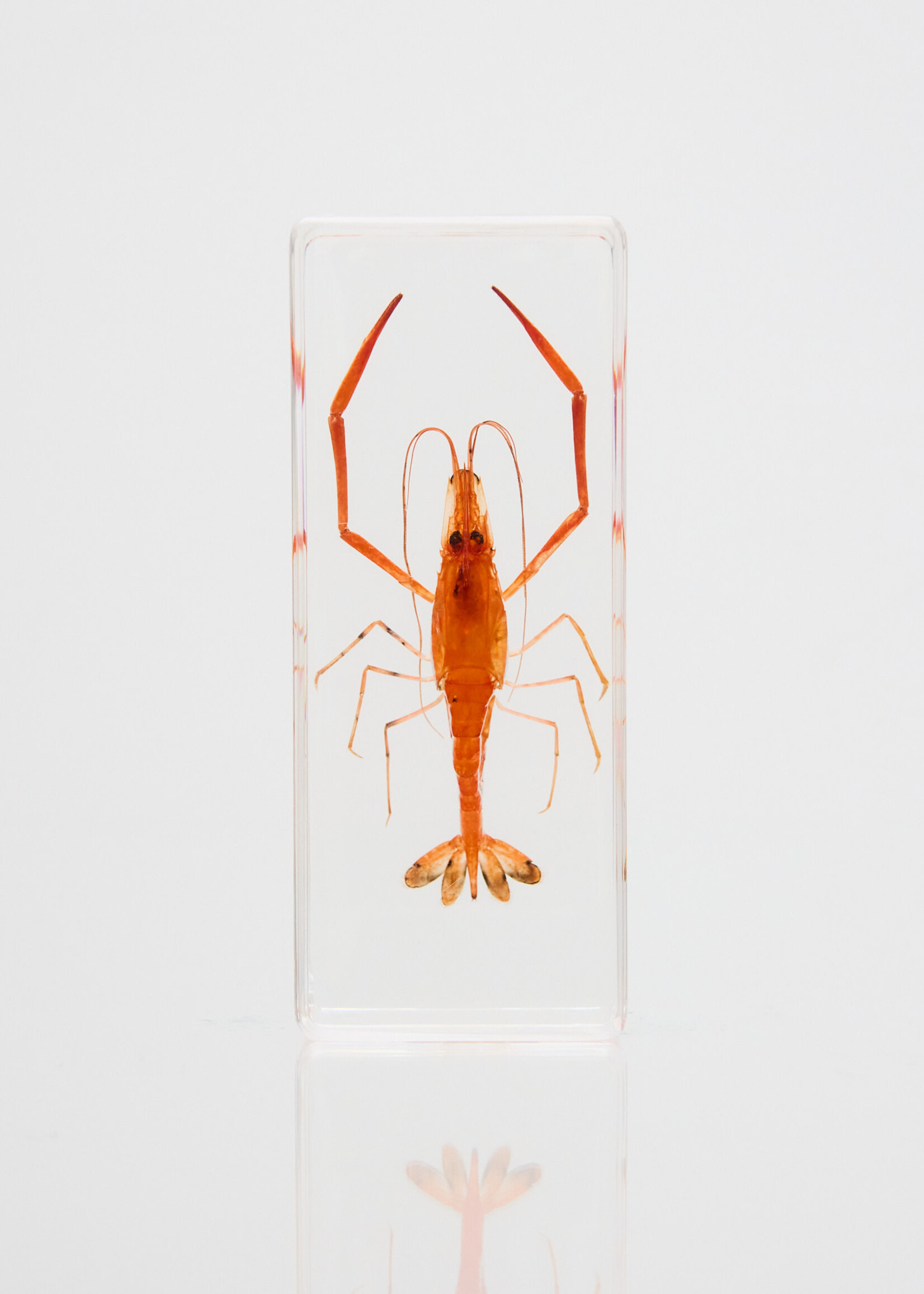Animaux Spéciaux Presse-papier – Crevette 110×43×24mm