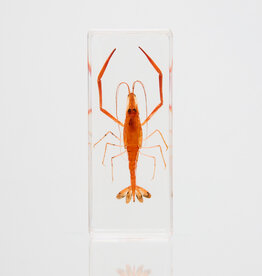 Animaux Spéciaux PRESSE-PAPIER - Garnaal 110x43x24mm