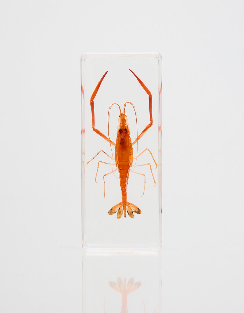 Animaux Spéciaux Presse-papier – Crevette 110×43×24mm