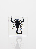 Animaux Spéciaux Presse-papier – Scorpion 4×4cm