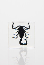 Animaux Spéciaux Presse-papier en résine claire avec scorpion – 4×4cm