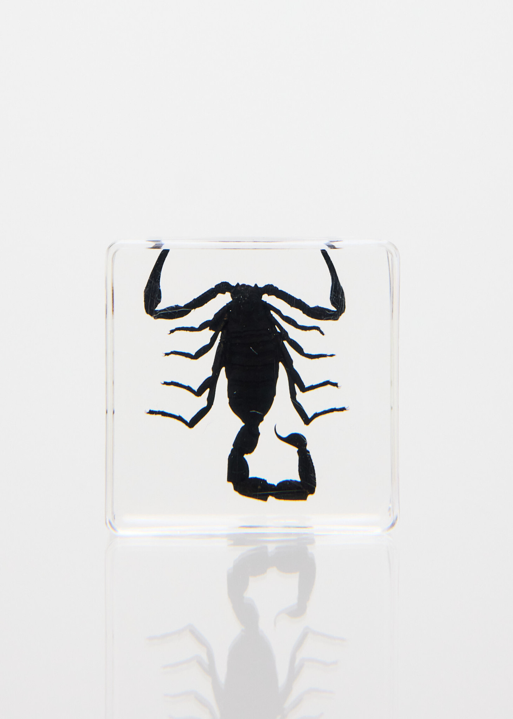 Animaux Spéciaux Transparant presse-papier met schorpioen – 4×4cm