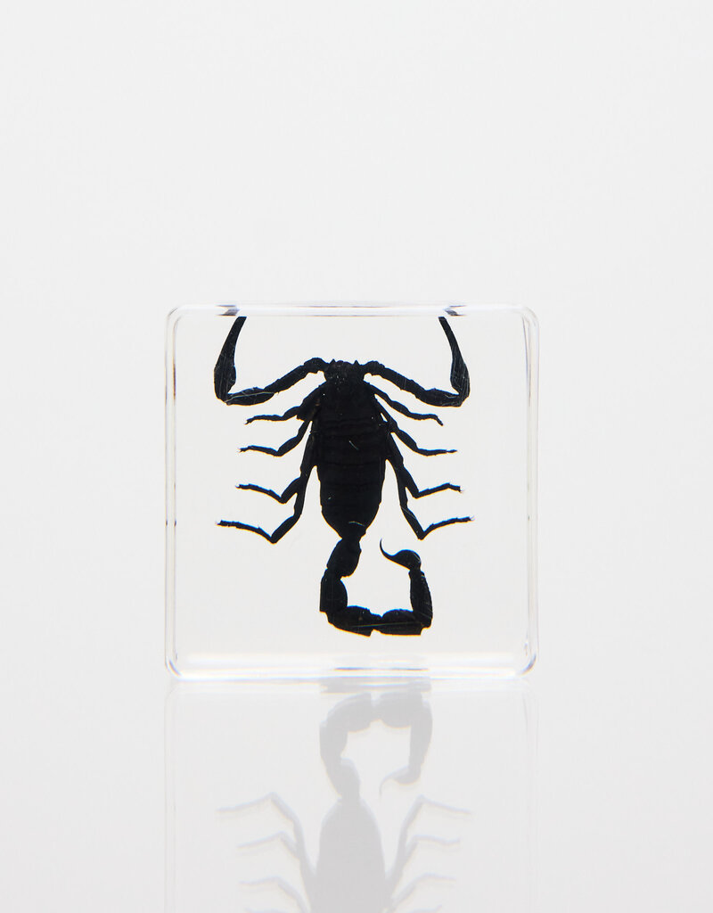Animaux Spéciaux Presse-papier en résine claire avec scorpion – 4×4cm
