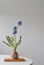 Trovelore Druifhyacint kunstobject