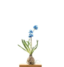 Trovelore Muscari – Objet d’art textile