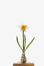 Trovelore Narcis kunstobject