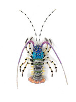 BROCHE - Homard Perlée
