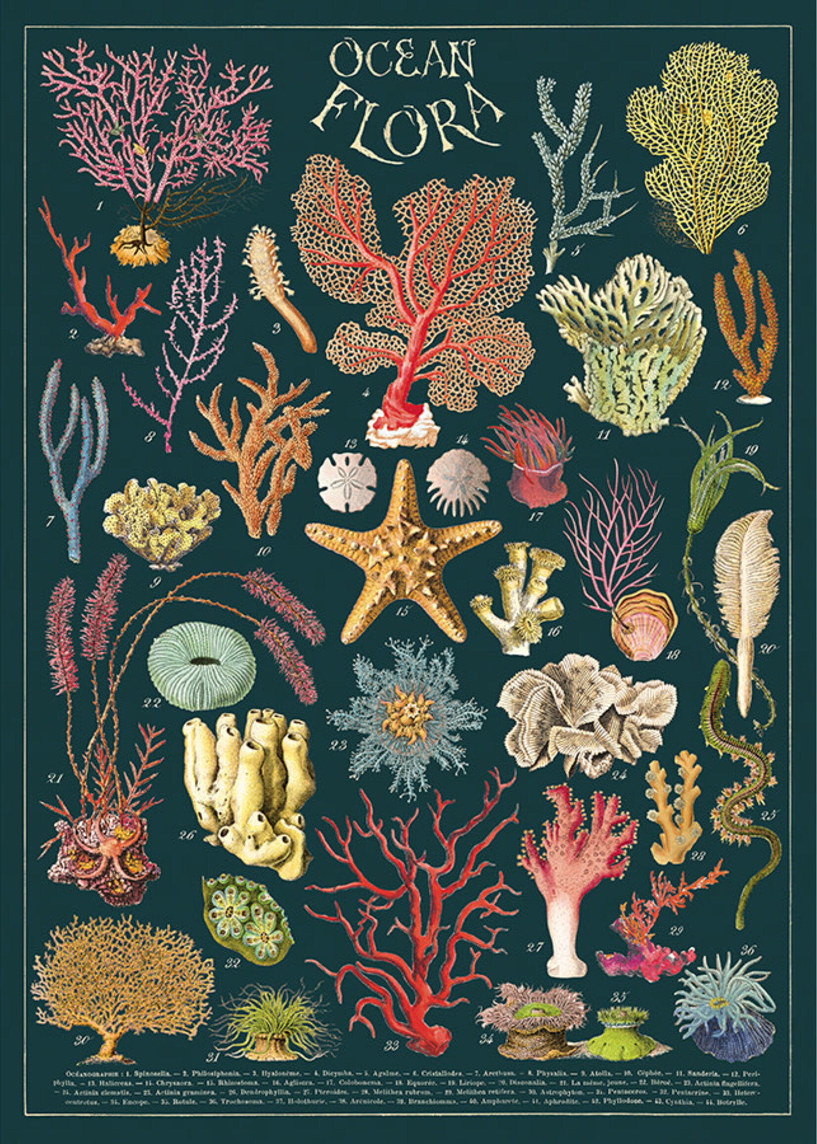 Vintage poster Flora van de oceaan op Italiaans papier – 50 × 70 cm