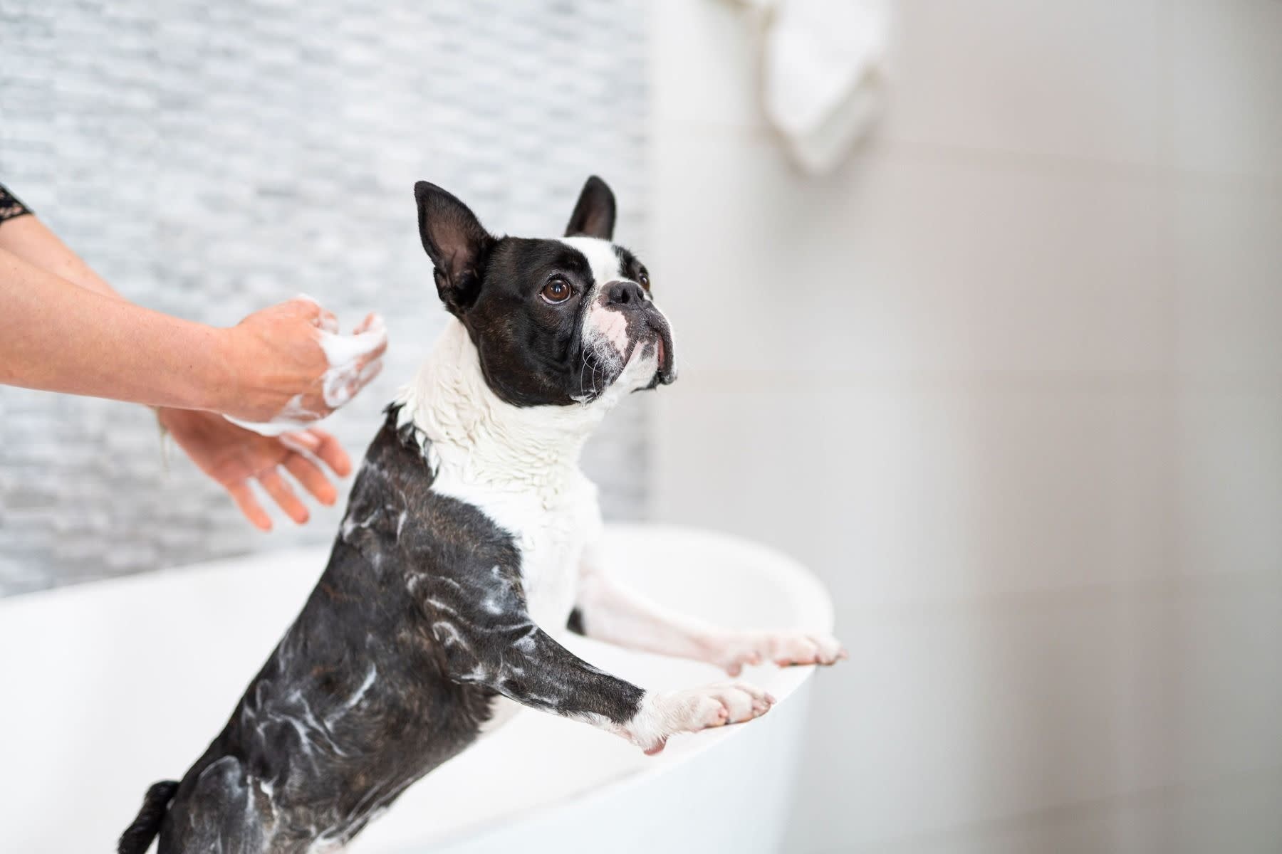 meerderheid Authenticatie Krimpen Honden Shampoo Bar - Korte Vacht - 70g - Roos met witte Stippen