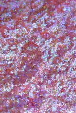 karla cosmetics Moody Cow Opal Moonstone Multichrome Loose Eyeshadow