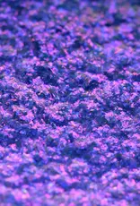 karla cosmetics Lazy Bones Opal Moonstone Loose Eyeshadows