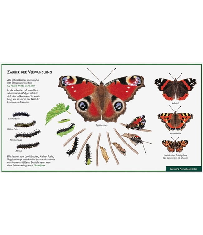 Natur-Verlag Wawra Schmetterling-Zauber der Verwandlung