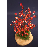 Appelboompje