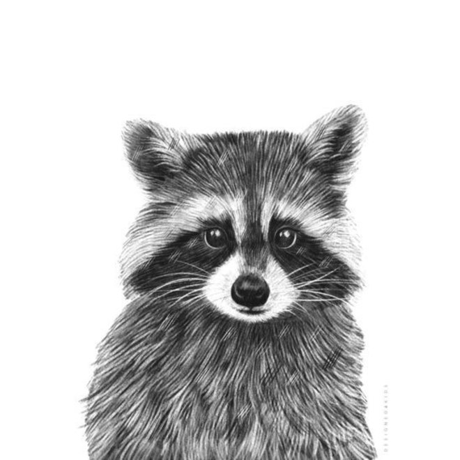 Poster Kinderkamer Black Racoon A3 Formaat