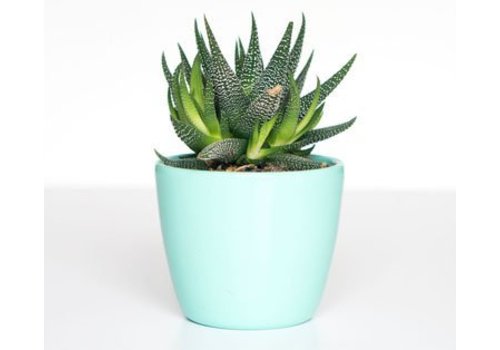 test product bedankpagina