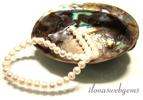 Inspiration: Abalone-Muschel