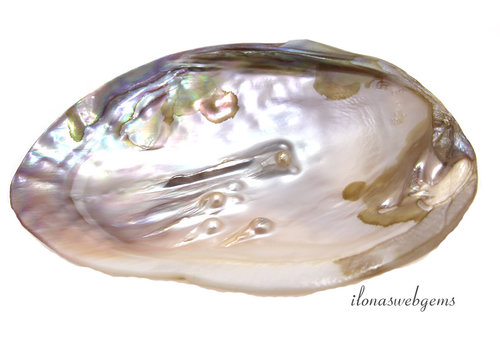 Freshwater pearl shell approx. 15x10cm