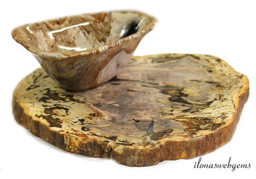 Petrified wooden disc