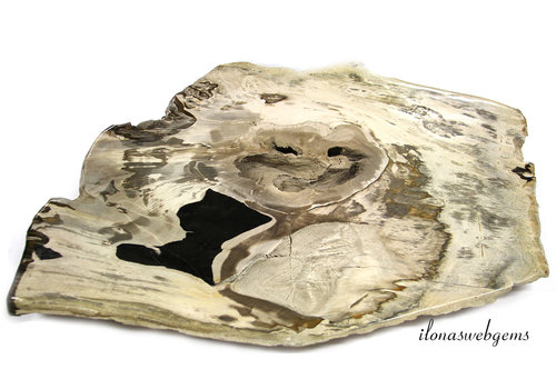 Versteend houten schijf