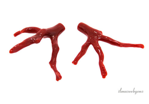 1 pair of Red Coral sprigs set 3 'Corallium Rubrum'