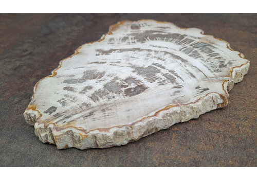 Versteend hout wit ca. 21x17x1.5cm